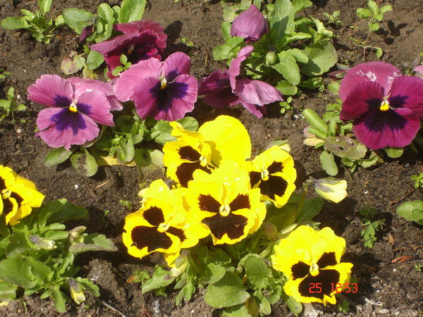 Анна Жабина (Руль)