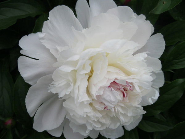 Ирина Новикова