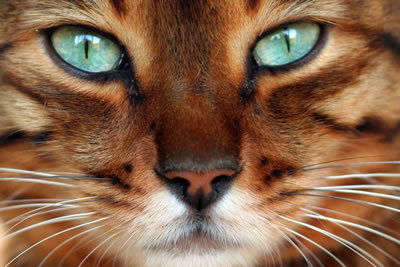 Светлана Герасименко