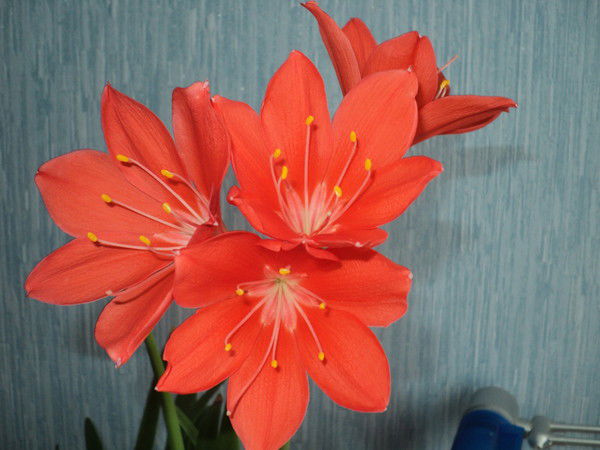 Лариса Федюшкина