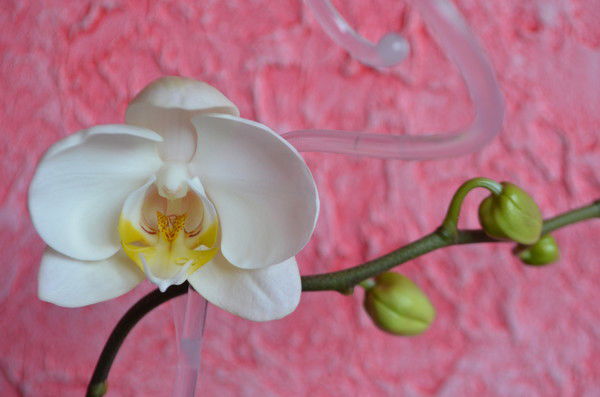 Екатерина Бурдина