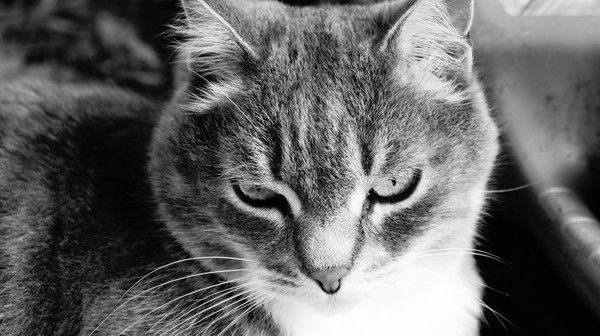 Лариса Николаева