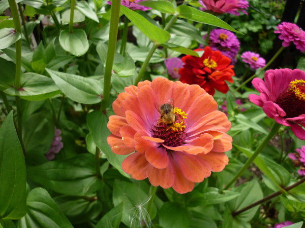 Зульфия Хабибуллина