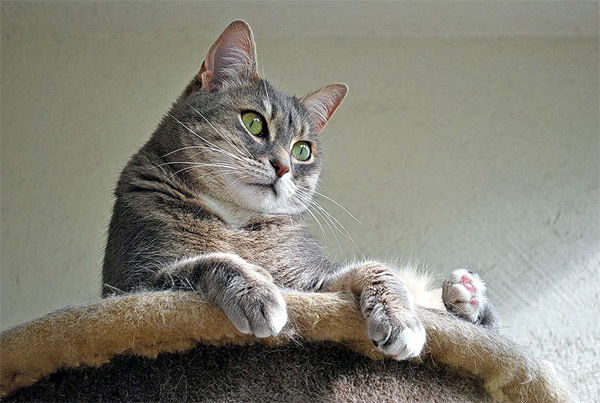 Вячеслав Тутаев