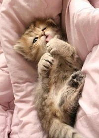 Арина Тришина