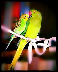 Амина Ибрагимова