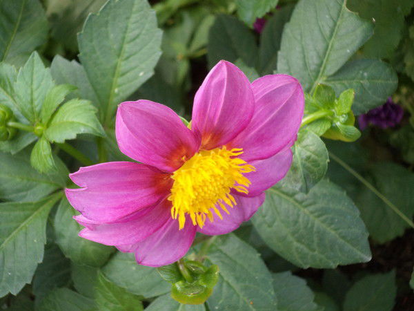 Елена Александров