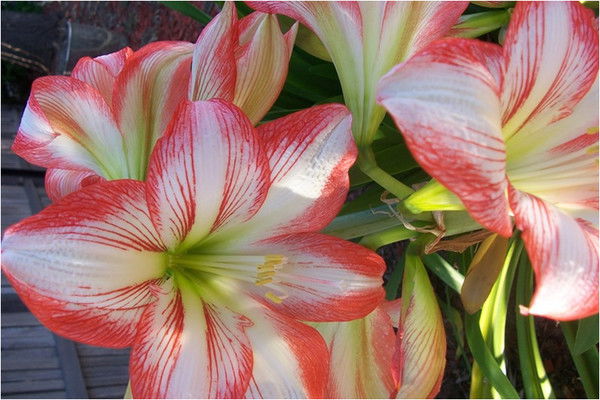 Лилия Гилязиева