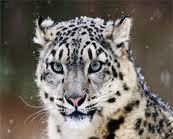 Берік Бекжанов