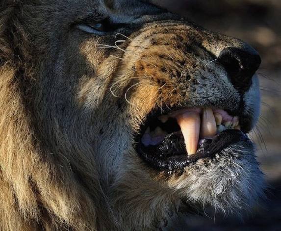 Александр Трегубов