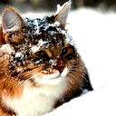 Костя Ковалевский