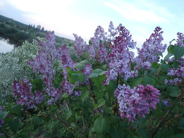 Мтп Седельниковское