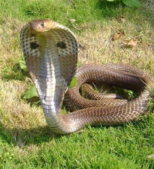 Инесса Демида