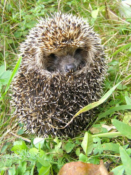 Елена Макарова