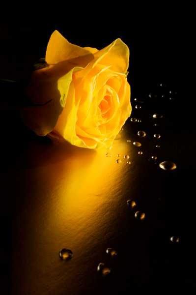 Светлана Бразайтис