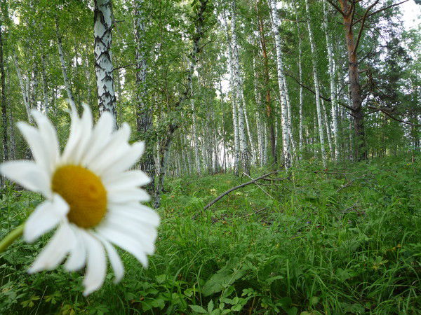 Нина Горячевская