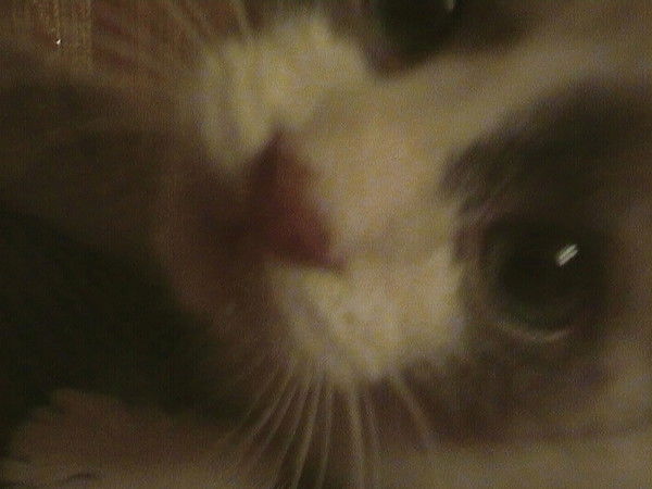 Елена Осадчая