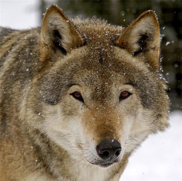 Аннатолий Семенов