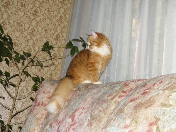 Ирина Кашмирова