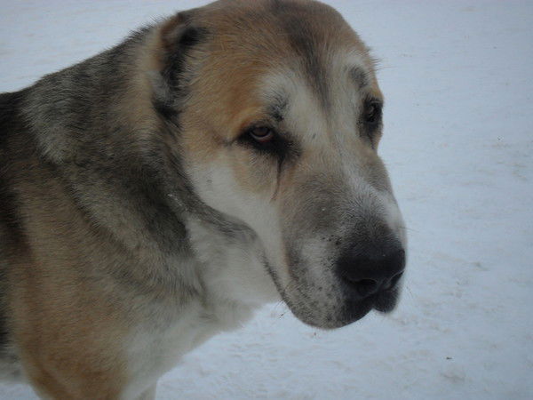 Светлана Козлова