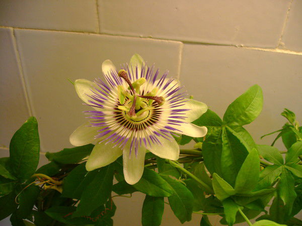 Наталья Абраменкова