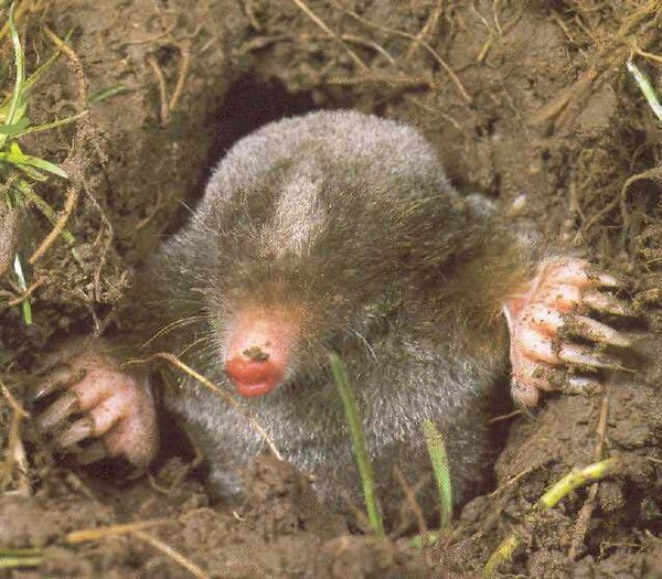 Эдуард Крот