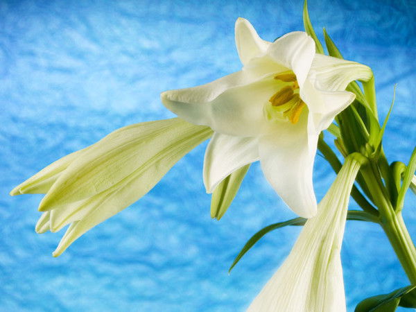 Лилия Исламгараева