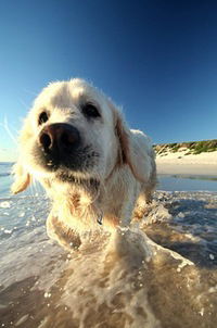 Егор Ревцев