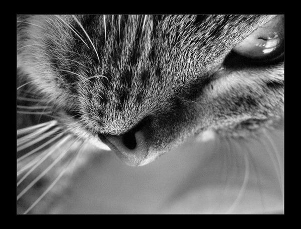 Ання Овечкина