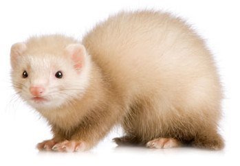 Надежда Тихонова