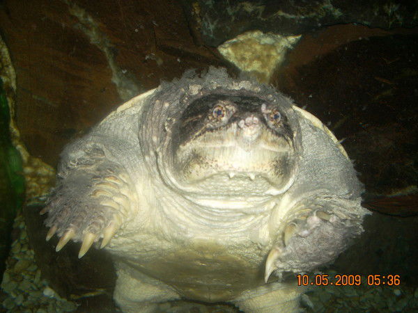 Александр Богданов