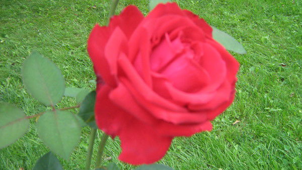 Татьяна Сиульская