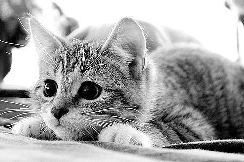 Елена Елена