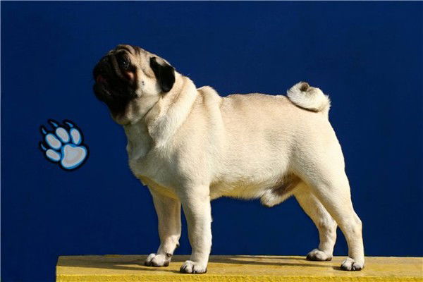 Мопс Мопсович