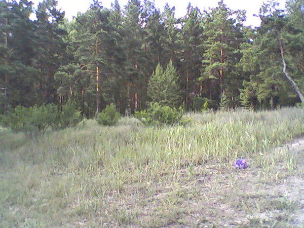 Константин Николаев