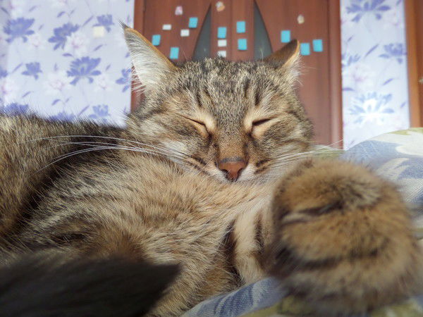 Наталья Дроздова