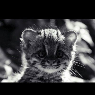 Максоид Маминов