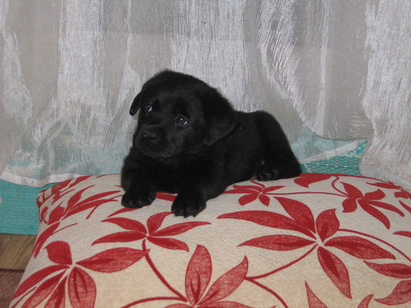 Максим Мельников