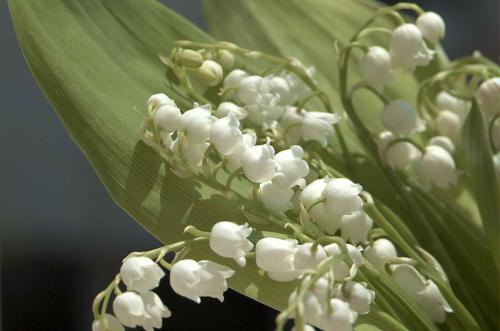 Ландыш Серебристый