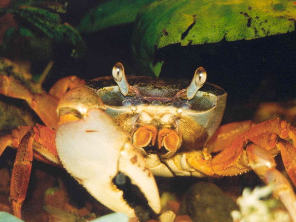 Вадим Агеев