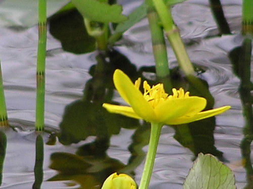 Татьяна Коренева