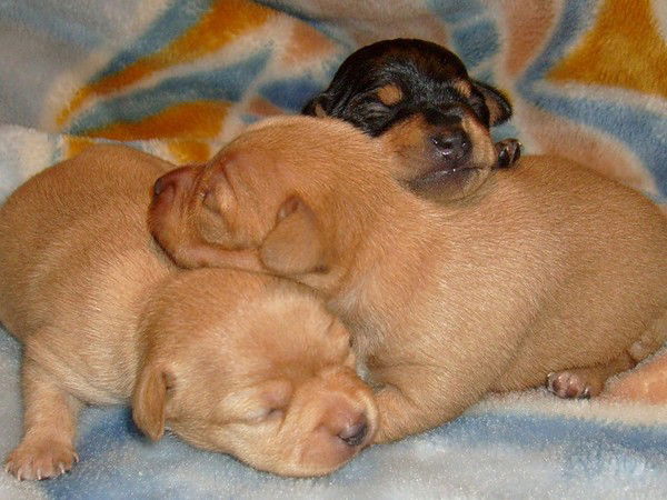 Татьяна Мелихова