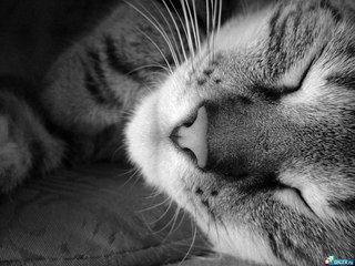 Котэ Васькович