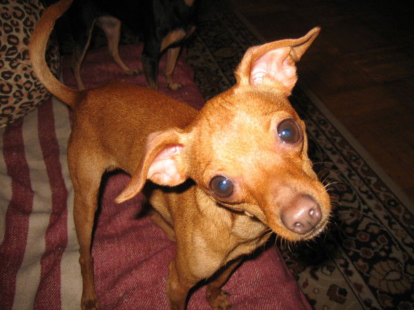 Ольга Бакинка