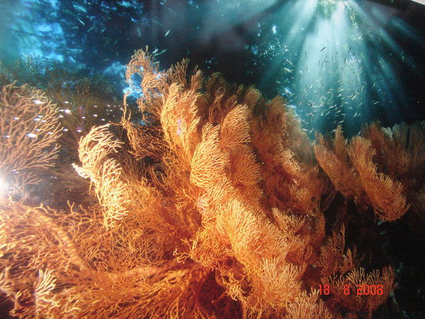 Алекс Терапевт