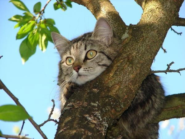 Макс Ефремов