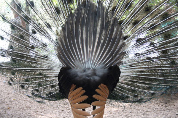 Сергей Осипов