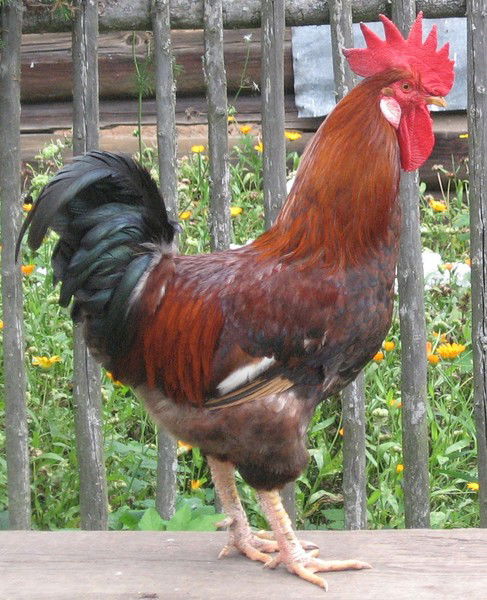 Ольга Улеева