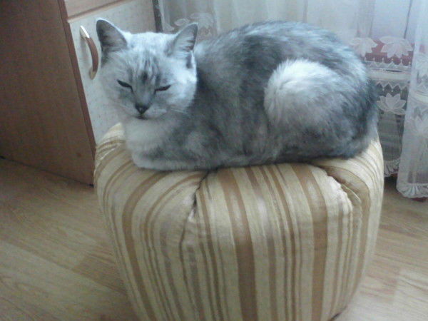 Веселина Хитрук