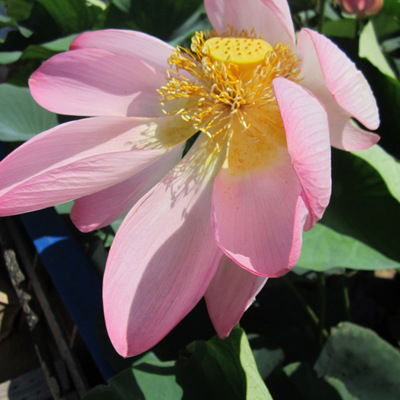 Вадим Манджиев